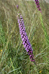 Prairie Blazing Star (Liatris pycnostachya) at Sargent's Nursery