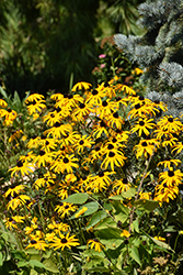 Orange Coneflower (Rudbeckia fulgida) at Sargent's Nursery
