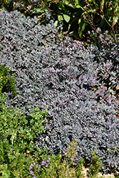 Lidakense Stonecrop (Sedum cauticola 'Lidakense') at Sargent's Nursery