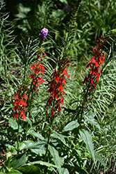 Cardinal Flower (Lobelia cardinalis) at Sargent's Nursery