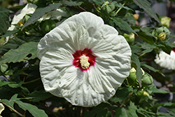 Summerific French Vanilla Hibiscus (Hibiscus 'French Vanilla') at Sargent's Nursery