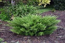 Sea Green Juniper (Juniperus chinensis 'Sea Green') at Sargent's Nursery