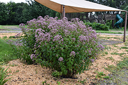 Phantom Joe Pye Weed (Eupatorium maculatum 'Phantom') at Sargent's Nursery