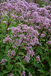 Phantom Joe Pye Weed (Eupatorium maculatum 'Phantom') at Sargent's Nursery