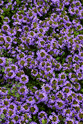 Whirlwind Blue Fan Flower (Scaevola aemula 'Whirlwind Blue') at Sargent's Nursery