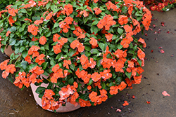 Beacon Orange Impatiens (Impatiens walleriana 'PAS1377331') at Sargent's Nursery
