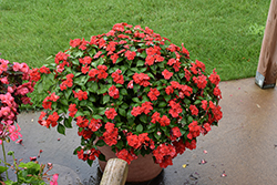 Beacon Bright Red Impatiens (Impatiens walleriana 'PAS1413665') at Sargent's Nursery