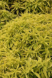 ColorBlaze Mini Me Charteuse Coleus (Solenostemon scutellarioides 'Mini Me Chartreuse') at Sargent's Nursery