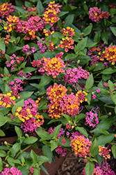 PassionFruit Lantana (Lantana 'Ballanpaf') at Sargent's Nursery