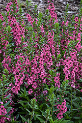 Angelface Perfectly Pink Angelonia (Angelonia angustifolia 'Balang15434') at Sargent's Nursery