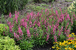 Angelface Perfectly Pink Angelonia (Angelonia angustifolia 'Balang15434') at Sargent's Nursery