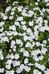 Beacon White Impatiens (Impatiens walleriana 'PAS1357832') at Sargent's Nursery