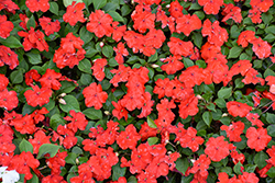 Beacon Bright Red Impatiens (Impatiens walleriana 'PAS1413665') at Sargent's Nursery
