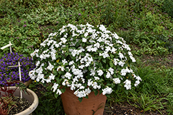 Beacon White Impatiens (Impatiens walleriana 'PAS1357832') at Sargent's Nursery