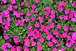 Beacon Violet Shades Impatiens (Impatiens walleriana 'PAS1357834') at Sargent's Nursery
