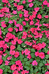 Beacon Lipstick Impatiens (Impatiens walleriana 'PAS1587589') at Sargent's Nursery