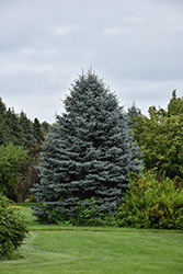 Fat Albert Blue Spruce (Picea pungens 'Fat Albert') at Sargent's Nursery