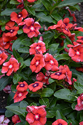 Tattoo Tangerine Vinca (Catharanthus roseus 'PAS1192835') at Sargent's Nursery