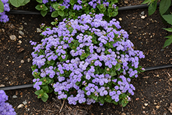 Aloha Blue Flossflower (Ageratum 'Aloha Blue') at Sargent's Nursery