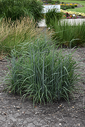 Indian Grass (Sorghastrum nutans) at Sargent's Nursery