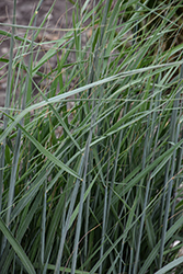 Indian Grass (Sorghastrum nutans) at Sargent's Nursery