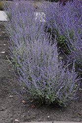 Bluesette Russian Sage (Perovskia atriplicifolia 'Bluesette') at Sargent's Nursery
