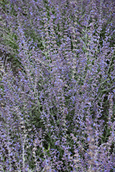 Bluesette Russian Sage (Perovskia atriplicifolia 'Bluesette') at Sargent's Nursery