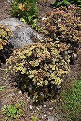 Peach Pearls Stonecrop (Sedum telephium 'Peach Pearls') at Sargent's Nursery