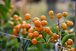 Autumn Revolution American Bittersweet (Celastrus scandens 'Bailumn') at Sargent's Nursery