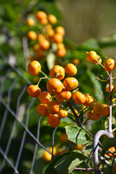 Autumn Revolution American Bittersweet (Celastrus scandens 'Bailumn') at Sargent's Nursery