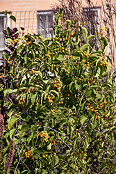 Autumn Revolution American Bittersweet (Celastrus scandens 'Bailumn') at Sargent's Nursery