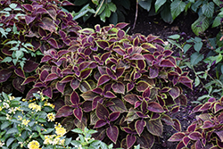 Vino Coleus (Solenostemon scutellarioides 'Vino') at Sargent's Nursery