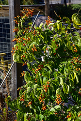 Autumn Revolution American Bittersweet (Celastrus scandens 'Bailumn') at Sargent's Nursery