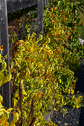 Autumn Revolution American Bittersweet (Celastrus scandens 'Bailumn') at Sargent's Nursery