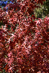 Majestic Skies Northern Pin Oak (Quercus ellipsoidalis 'Bailskies') at Sargent's Nursery