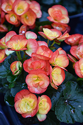 Carneval Begonia (Begonia x hiemalis 'Carneval') at Sargent's Nursery