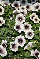 Supertunia Latte Petunia (Petunia 'Supertunia Latte') at Sargent's Nursery