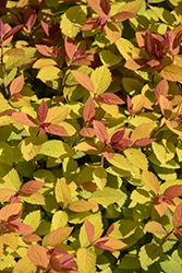 Double Play Big Bang Spirea (Spiraea 'Tracy') at Sargent's Nursery