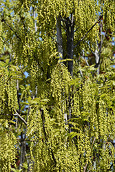 Crimson Spire Oak (Quercus 'Crimschmidt') at Sargent's Nursery