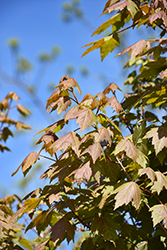 Burgundy Belle Red Maple (Acer rubrum 'Magnificent Magenta') at Sargent's Nursery