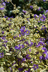 Golden Feathers Jacob's Ladder (Polemonium 'Golden Feathers') at Sargent's Nursery