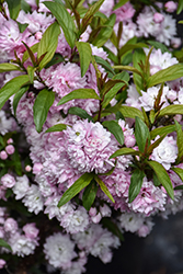 Double Pink Flowering Almond (Prunus glandulosa 'Rosea Plena') at Sargent's Nursery