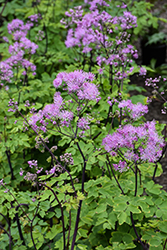 Black Stockings Meadow Rue (Thalictrum 'Black Stockings') at Sargent's Nursery