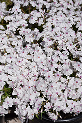 Amazing Grace Moss Phlox (Phlox subulata 'Amazing Grace') at Sargent's Nursery