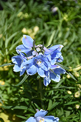 Hunky Dory&Trade; Sky Blue Delphinium (Delphinium grandiflorum 'Hunky Dory Sky Blue') at Sargent's Nursery