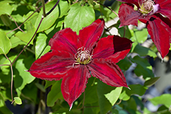 Boulevard Nubia Clematis (Clematis 'Evipo079') at Sargent's Nursery