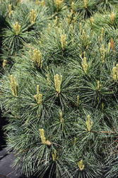 Blue Shag White Pine (Pinus strobus 'Blue Shag') at Sargent's Nursery