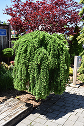 Weeping European Larch (Larix decidua 'Pendula') at Sargent's Nursery