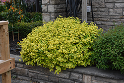 Canadale Gold Wintercreeper (Euonymus fortunei 'Canadale Gold') at Sargent's Nursery