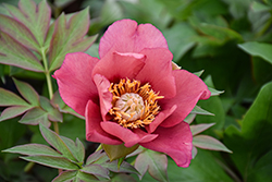 Old Rose Dandy Peony (Paeonia 'Old Rose Dandy') at Sargent's Nursery